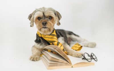 Korišćenje Storytellinga na Sajtu